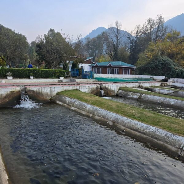 Kashmir